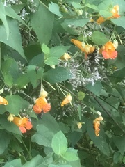 Impatiens capensis