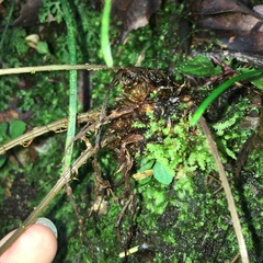 Athyrium arisanense