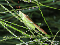 Conocephalus chinensis