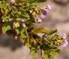 Psoralea obliqua