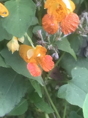 Impatiens capensis