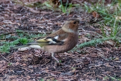 Fringilla coelebs