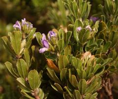Psoralea obliqua