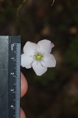 Drosera liniflora