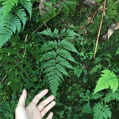Athyrium arisanense