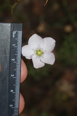 Drosera liniflora