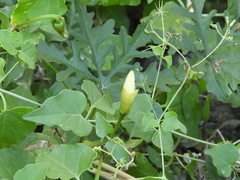 Commicarpus scandens