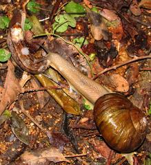 Natalina cafra cafra