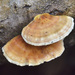 鍺栓孔菌 - Photo 由 Bogdan V. Kryzhatyuk 所上傳的 (c) Bogdan V. Kryzhatyuk，保留部份權利CC BY-NC-SA
