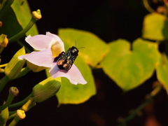 Biluna