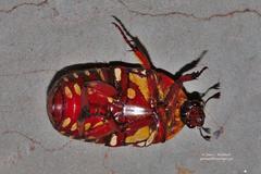 Pachnodella impressa