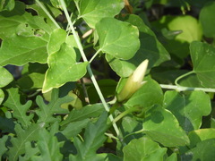 Commicarpus scandens