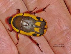 Pachnodella impressa