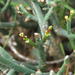 Euphorbia rhombifolia - Photo (c) Gigi Laidler,  זכויות יוצרים חלקיות (CC BY-NC), הועלה על ידי Gigi Laidler