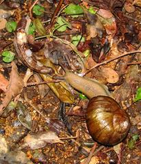 Urocyclus kirkii