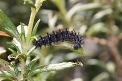 Euphydryas chalcedona
