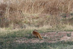 Cynictis penicillata penicillata