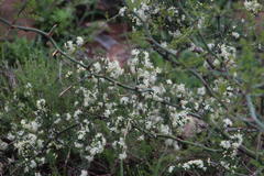 Asparagus multiflorus