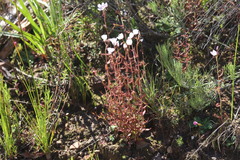 Drosera liniflora