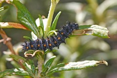 Euphydryas chalcedona