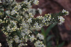 Asparagus multiflorus