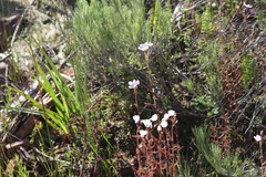 Drosera liniflora