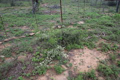 Asparagus multiflorus