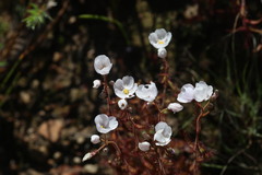 Drosera liniflora
