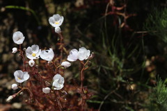 Drosera liniflora