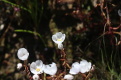 Drosera liniflora