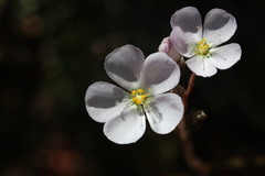 Drosera liniflora
