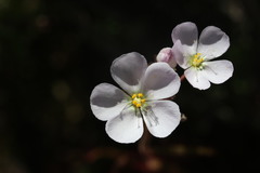 Drosera liniflora