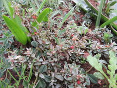 Atriplex semibaccata appendiculata