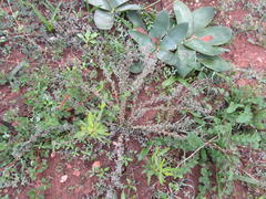 Atriplex semibaccata appendiculata