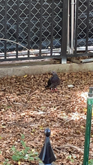Columba livia domestica