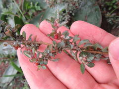 Atriplex semibaccata appendiculata