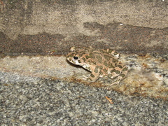 Bufotes viridis viridis