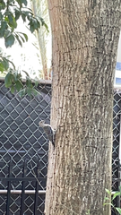 Melanerpes carolinus