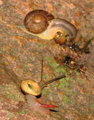 Sheldonia