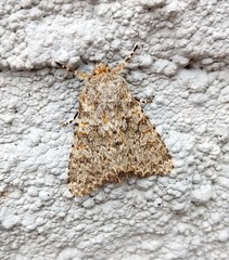 Polymixis flavicincta