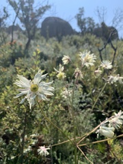 Knowltonia anemonoides