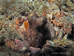 Octopus americanus