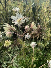 Knowltonia anemonoides