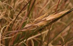 Pentameris hirtiglumis