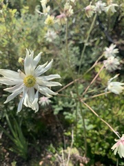 Knowltonia anemonoides