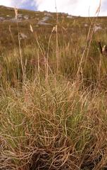 Pentameris hirtiglumis