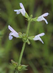 Salvia runcinata