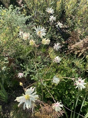 Knowltonia anemonoides