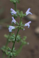 Salvia runcinata