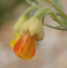 Hermannia diversistipula diversistipula